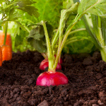 conférence le potager pâresseux